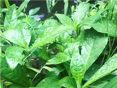 Khả năng giảm đau của chiết xuất lá nọc xoài